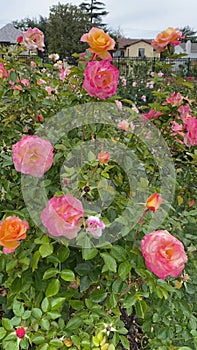 Walking Through Botannical Rose Garden