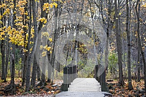 Walking Bridge, Fall Forest, Yellow Leaves