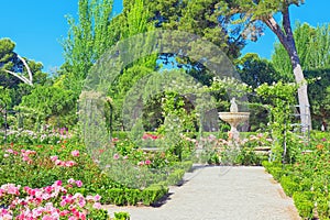 Walking through Buen Retiro Park. Rose Park