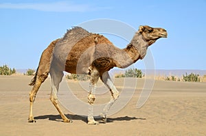 Walking camel photo
