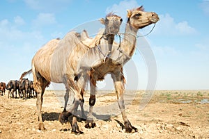 Walking camels photo