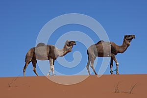 Walking camels on blue desert sky