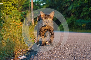 Walking Cat photo