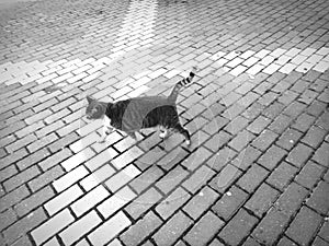 Walking cat in street photo