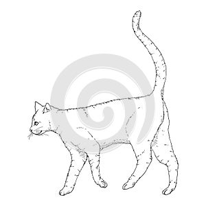 Walking Cat. Vector Sketch Feline Illustration