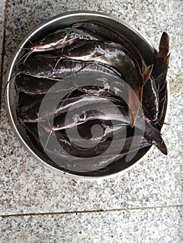 Walking catfish, clarias batracush