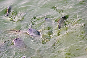 Walking catfish and Siamese carp in pond photo