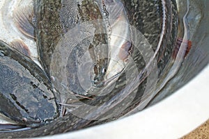 Walking catfishes in big bowl