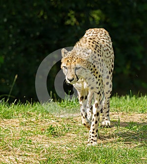 Walking Cheetah