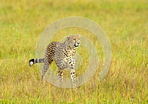 Walking Cheetah in field, Maasai Mara, Kenya, Africa