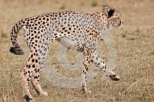 Walking Cheetah in field at the Maasai Mara National Reserve Narok