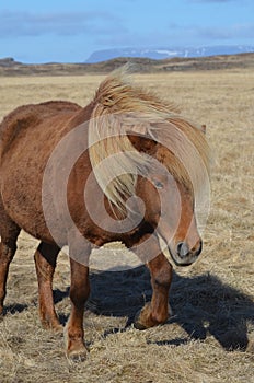 Walking Chestnut Icelandic Horse photo