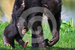 Walking Chimpanzee baby with his mother