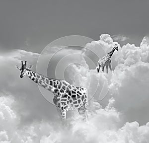 Walking in the clouds