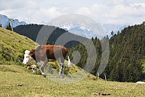 Walking cow in Austrian country