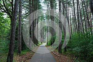 Walking and cycling trail through the Zwarte Beek forest, Limburg, Belgium