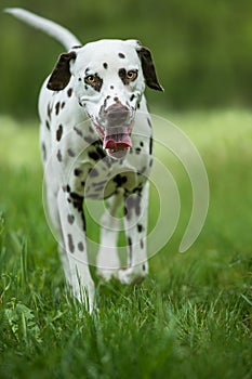 Walking dalmatian dog in a meadow