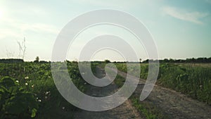 Walking on dirt rural road in summer evening focus close to camera