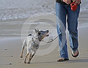 Il cane lungo Spiaggia 