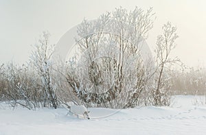 Walking Dog in Foggy winter morning.