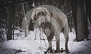 Walking dog in the forest