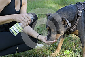 While walking the dog. Gives water on time. american stafford