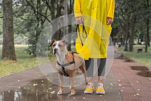 Walking the dog in raincoat on rainy day. Female person and staffordshire terrier dog on a leash stand on pavement in urban park