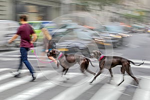 Walking the dog on the street