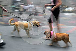 Walking the dog on the street in motion blur