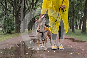 Walking the dog in yellow raincoat on rainy day. Female person a