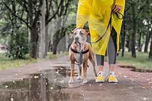 Walking the dog in yellow raincoat on rainy day. Female person a