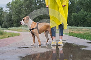 Walking the dog in yellow raincoat on rainy day. Female person a