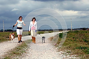Walking dogs on country road