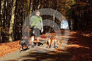 Walking the dogs, forest path in Czech Republic
