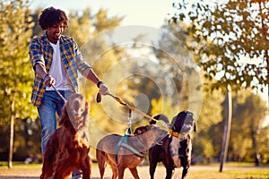 Walking dogs - man dog walker enjoying with dogs