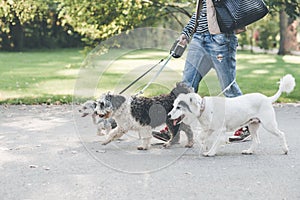 Walking with dogs in park