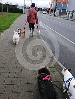 Walking the dogs. There all our dogs  I always walk Nelly and Buddy