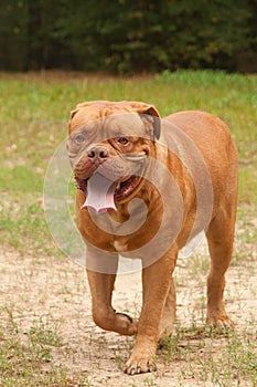 Walking Dogue De Bordeaux dog photo