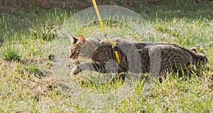 Walking a domestic cat on a yellow harness. The tabby cat is afraid of outdoor,hides in the green grass, cautiously and curiously