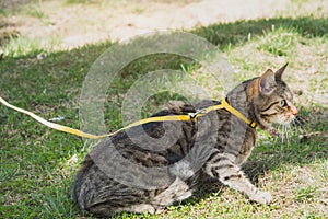 Walking a domestic cat on a yellow harness. The tabby cat is afraid of outdoor,hides in the green grass, cautiously and curiously