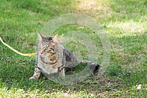 Walking a domestic cat on a yellow harness. The tabby cat is afraid of outdoor,hides in the green grass, cautiously and curiously