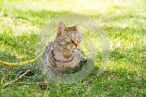 Walking a domestic cat on a yellow harness. The tabby cat is afraid of outdoor,hides in the green grass, cautiously and curiously