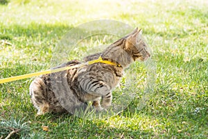 Walking a domestic cat on a yellow harness. The tabby cat is afraid of outdoor,hides in the green grass, cautiously and curiously