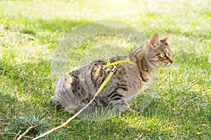 Walking a domestic cat on a yellow harness. The tabby cat is afraid of outdoor,hides in the green grass, cautiously and curiously