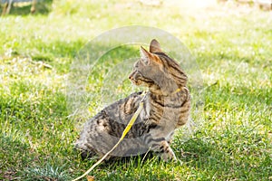 Walking a domestic cat on a yellow harness. The tabby cat is afraid of outdoor,hides in the green grass, cautiously and curiously