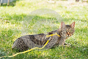 Walking a domestic cat on a yellow harness. The tabby cat is afraid of outdoor,hides in the green grass, cautiously and curiously