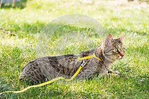 Walking a domestic cat on a yellow harness. The tabby cat is afraid of outdoor,hides in the green grass, cautiously and curiously