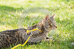 Walking a domestic cat on a yellow harness. The tabby cat is afraid of outdoor,hides in the green grass, cautiously and curiously