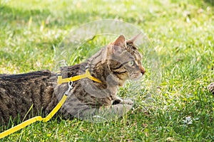 Walking a domestic cat on a yellow harness. The tabby cat is afraid of outdoor,hides in the green grass, cautiously and curiously