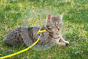 Walking a domestic cat on a yellow harness. The tabby cat is afraid of outdoor,hides in the green grass, cautiously and curiously